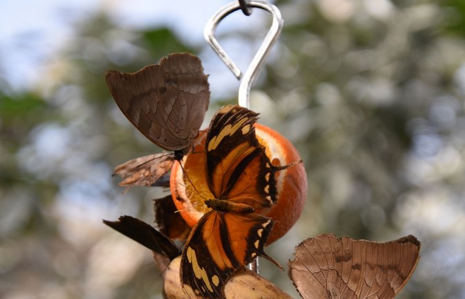 Labsal an Orangenscheibe<span class='image-autor'>Foto: Annette Frühauf/Annette Frühauf</span>