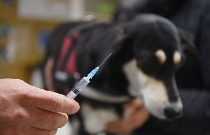 Ein Tierarzt hält vor einer Hündin eine Spritze mit einer Impfung gegen Tollwut in den Händen.<span class='image-autor'>Foto: dpa/Nicolas Armer</span>