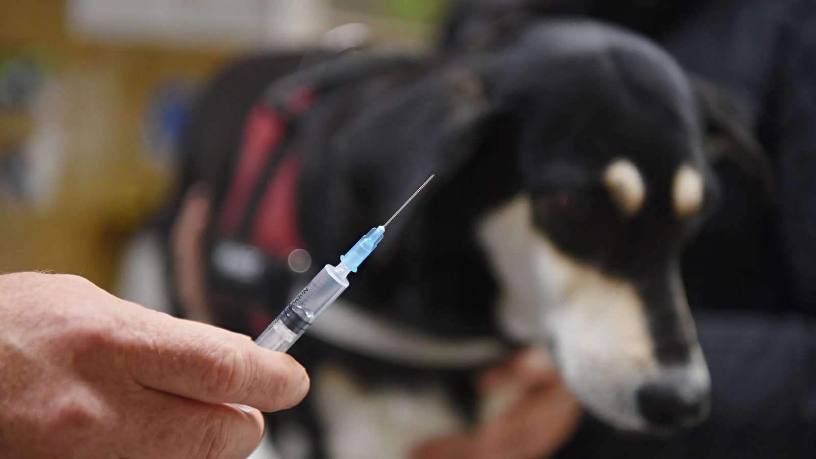 Ein Tierarzt hält vor einer Hündin eine Spritze mit einer Impfung gegen Tollwut in den Händen.Foto: dpa/Nicolas Armer