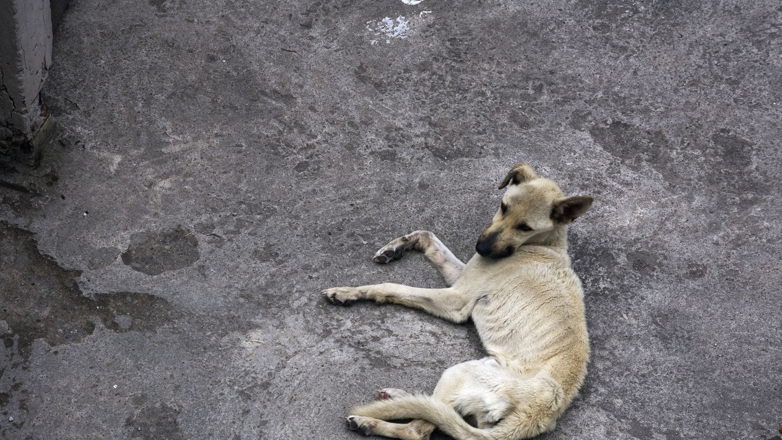 Straßenhunde führen oft ein bedauernswertes Leben.Foto: picture alliance / Arco Images G Straßenhunde führen oft ein bedauernswertes Leben.Foto: picture alliance / Arco Images G