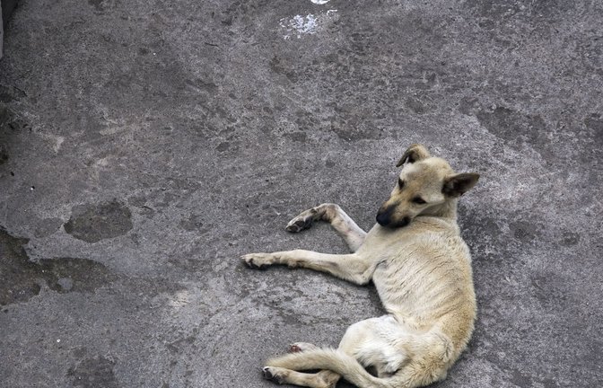 Straßenhunde führen oft ein bedauernswertes Leben.<span class='image-autor'>Foto: picture alliance / Arco Images G</span>