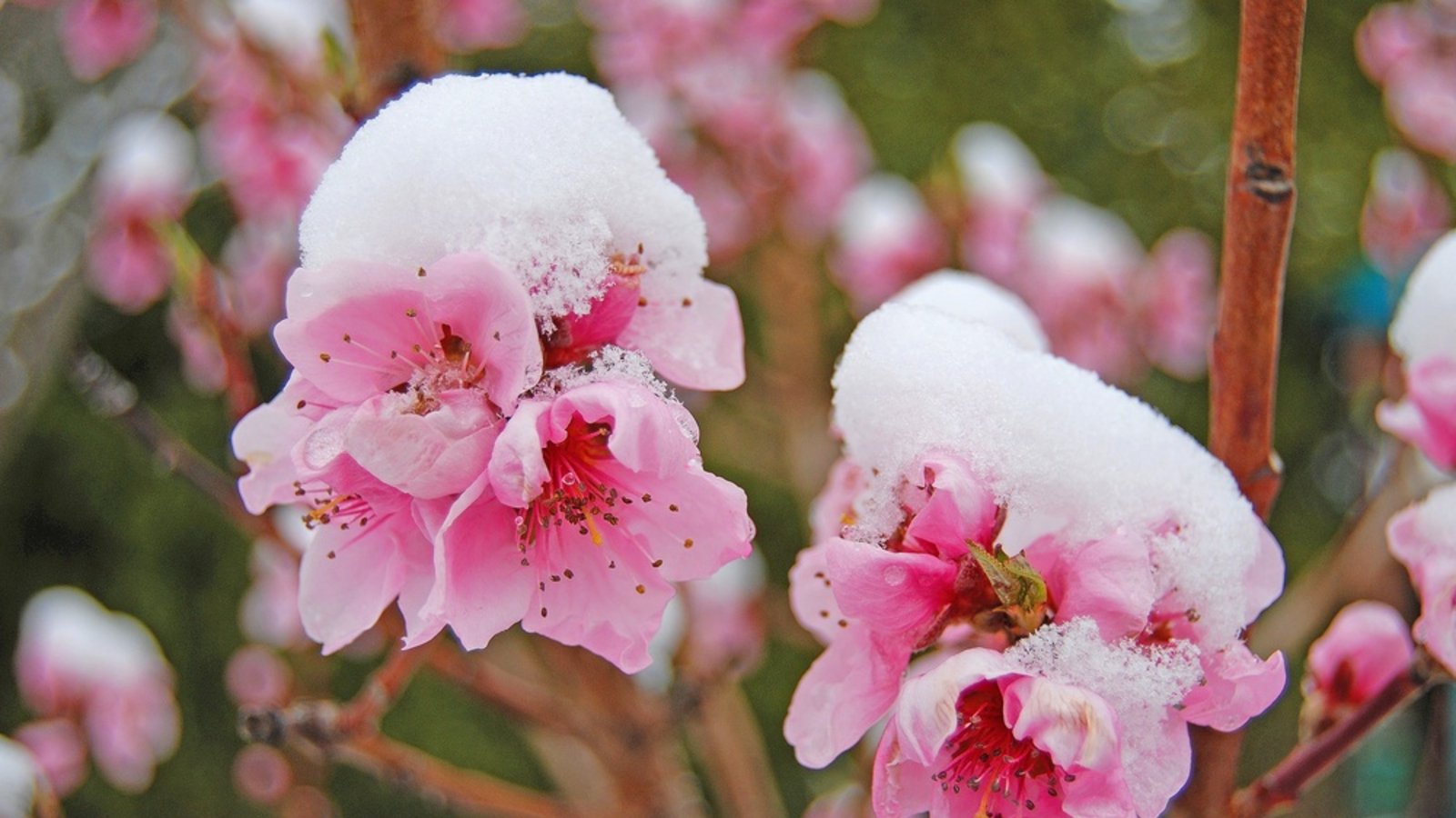 Erfahren Sie alles Wichtige über die Eisheiligen, die Bedeutung für Gärtner und die aktuellen Prognosen, wann der letzte Frost kommt.Foto: Michael R Richardson / Shutterstock.com