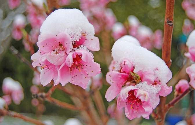 Erfahren Sie alles Wichtige über die Eisheiligen, die Bedeutung für Gärtner und die aktuellen Prognosen, wann der letzte Frost kommt.<span class='image-autor'>Foto: Michael R Richardson / Shutterstock.com</span>