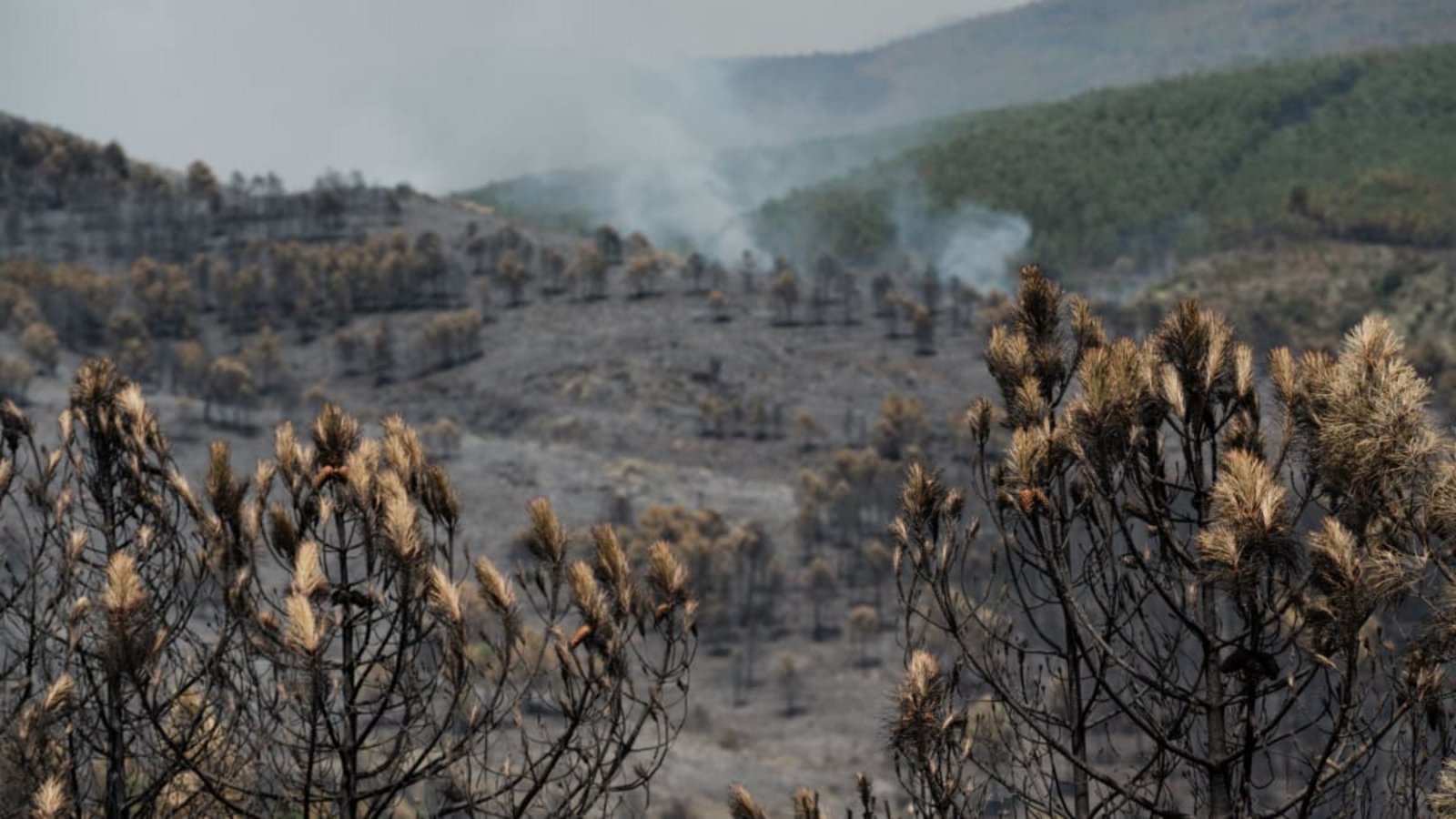 Nordöstlich der spanischen Hauptstadt Madrid sind nach Angaben der Behörden bei einem Waldbrand bereits rund 13.000 Hektar verbrannt.Mateo Lanzuela/EUROPA PRESS/dpa Nordöstlich der spanischen Hauptstadt Madrid sind nach Angaben der Behörden bei einem Waldbrand bereits rund 13.000 Hektar verbrannt.Mateo Lanzuela/EUROPA PRESS/dpa