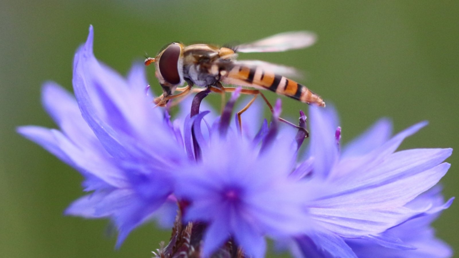 Eine Schwebfliege sitzt auf einer Kornblume. Foto: Eick Eine Schwebfliege sitzt auf einer Kornblume. Foto: Eick
