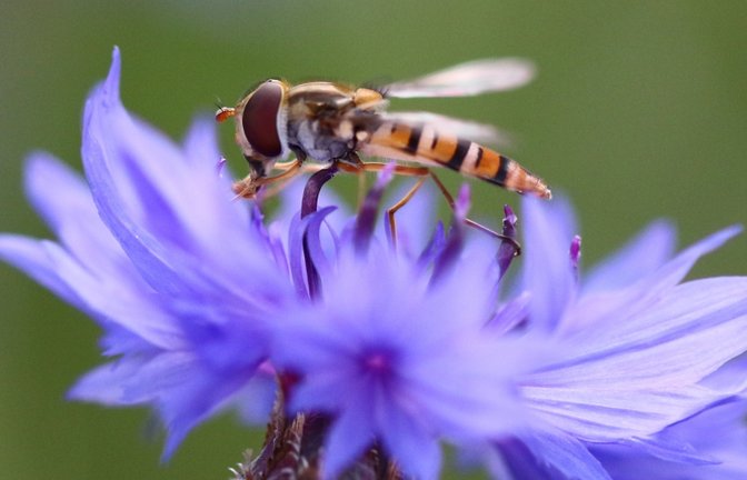 Eine Schwebfliege sitzt auf einer Kornblume.  <span class='image-autor'>Foto: Eick</span>