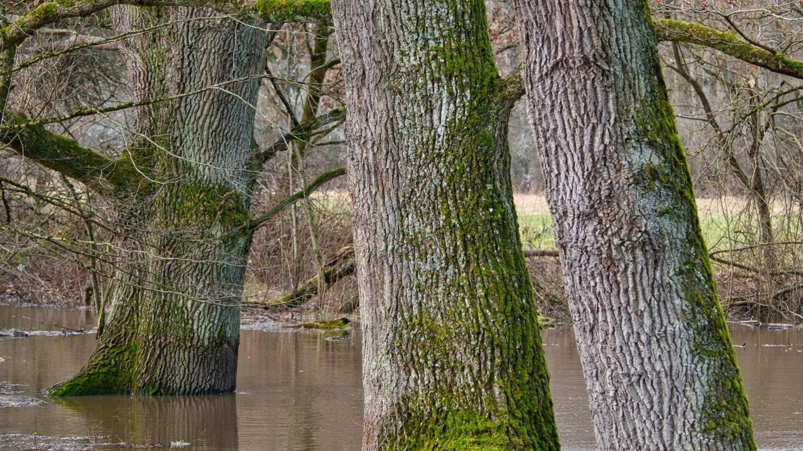 Mächtige Eichen nehmen in Sersheim am Anfang der Woche ein Fussbad. Foto: Frey