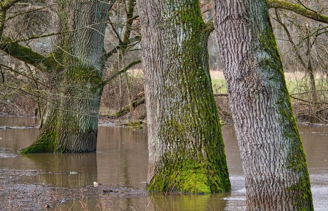 Mächtige Eichen nehmen in Sersheim am Anfang der Woche ein Fussbad. Foto: Frey