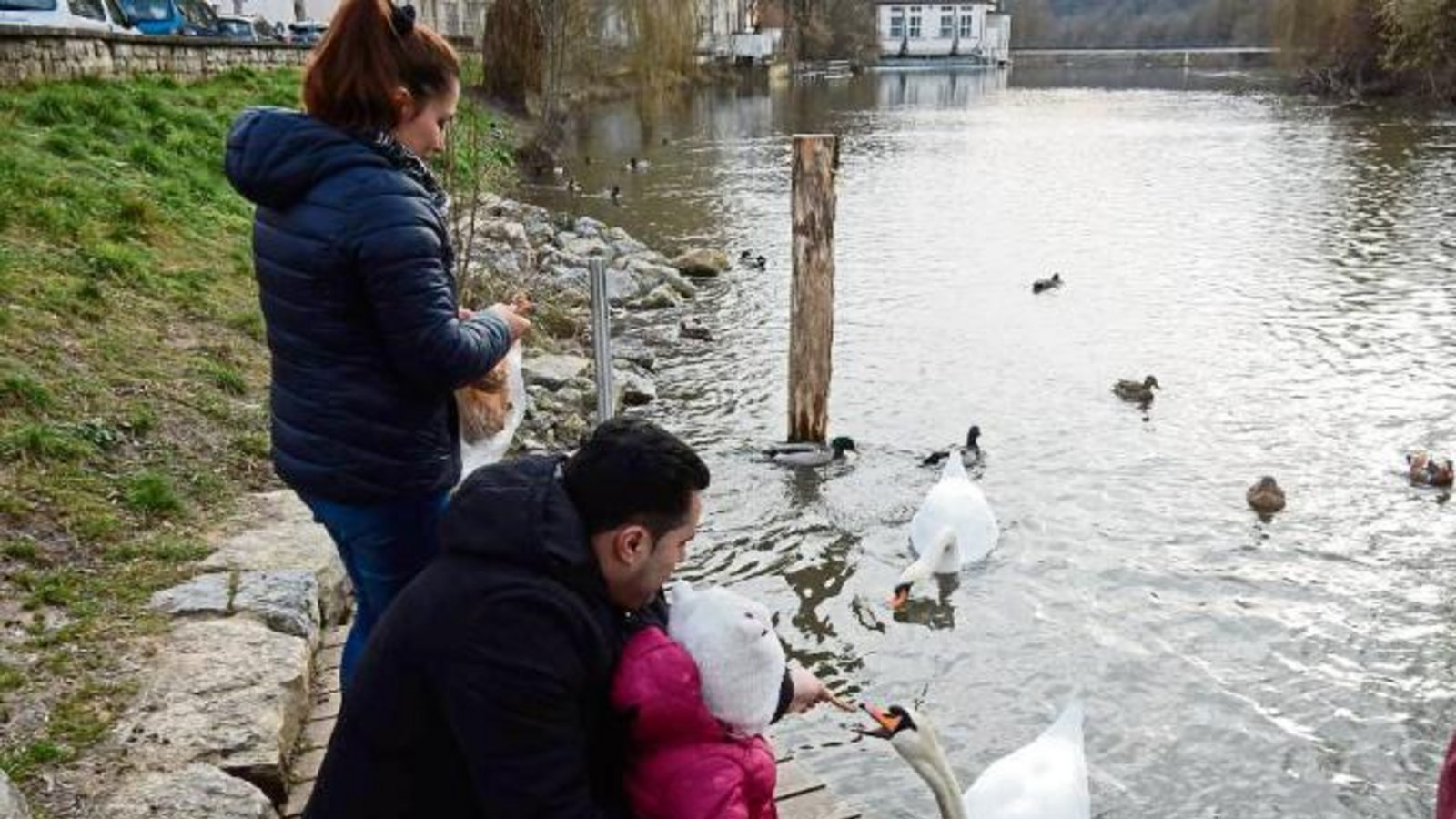 „Futterstelle“ am Vaihinger Enzufer: Schwäne und Enten müssen nicht darben. Und das alte Brot ist gut angelegt. Foto: Arning „Futterstelle“ am Vaihinger Enzufer: Schwäne und Enten müssen nicht darben. Und das alte Brot ist gut angelegt. Foto: Arning