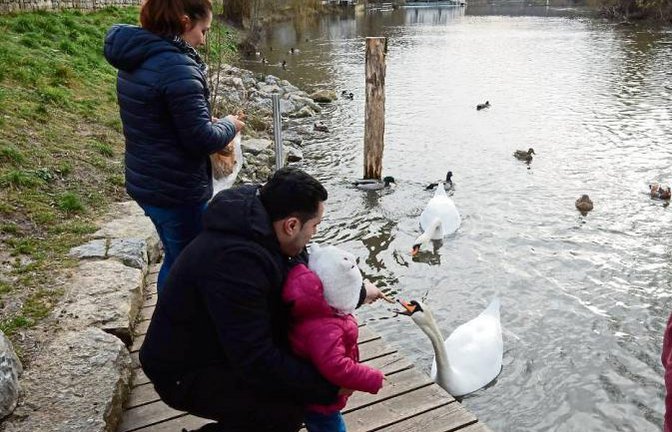 „Futterstelle“ am Vaihinger Enzufer: Schwäne und Enten müssen nicht darben. Und das alte Brot ist gut angelegt. Foto: Arning