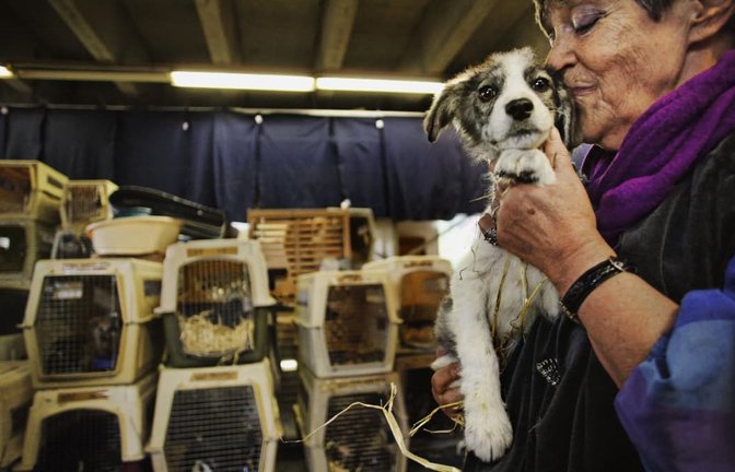 Sommer 2010: Ute Langenkamp hat 50 Hunde in Kunststoffboxen von Pitesti nach Dettenhausen bringen lassen, um sie in gute Hände abzugeben.<span class='image-autor'>Heinz Heiss</span>