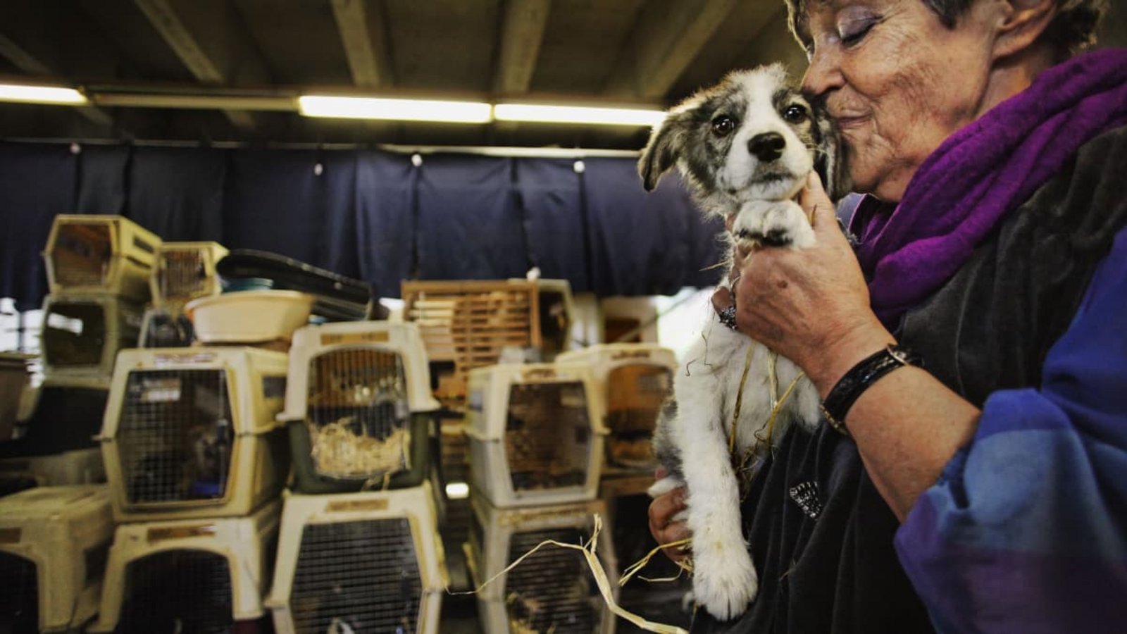 Sommer 2010: Ute Langenkamp hat 50 Hunde in Kunststoffboxen von Pitesti nach Dettenhausen bringen lassen, um sie in gute Hände abzugeben.Heinz Heiss Sommer 2010: Ute Langenkamp hat 50 Hunde in Kunststoffboxen von Pitesti nach Dettenhausen bringen lassen, um sie in gute Hände abzugeben.Heinz Heiss