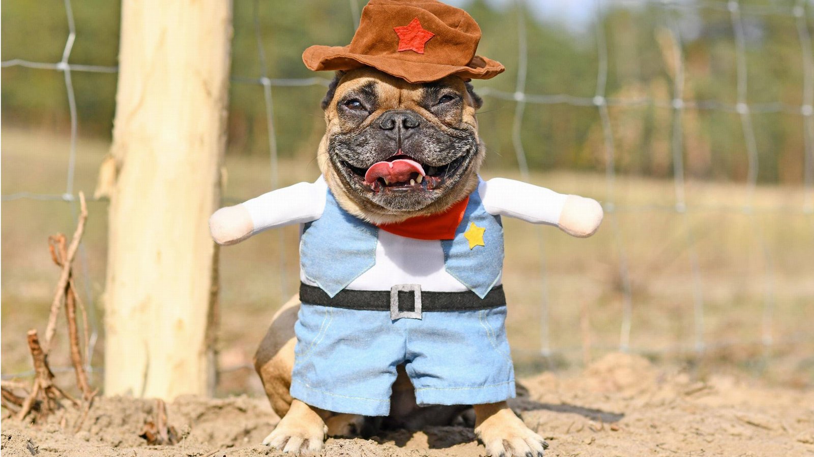 Französische Bulldogge als Sheriff verkleidet: Das ist weder lustig noch artgerecht, sondern einfach nur saublöd!Foto: Imago/Imagebroker Französische Bulldogge als Sheriff verkleidet: Das ist weder lustig noch artgerecht, sondern einfach nur saublöd!Foto: Imago/Imagebroker