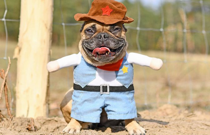 Französische Bulldogge als Sheriff verkleidet: Das ist weder lustig noch  artgerecht, sondern einfach nur saublöd!<span class='image-autor'>Foto: Imago/Imagebroker</span>