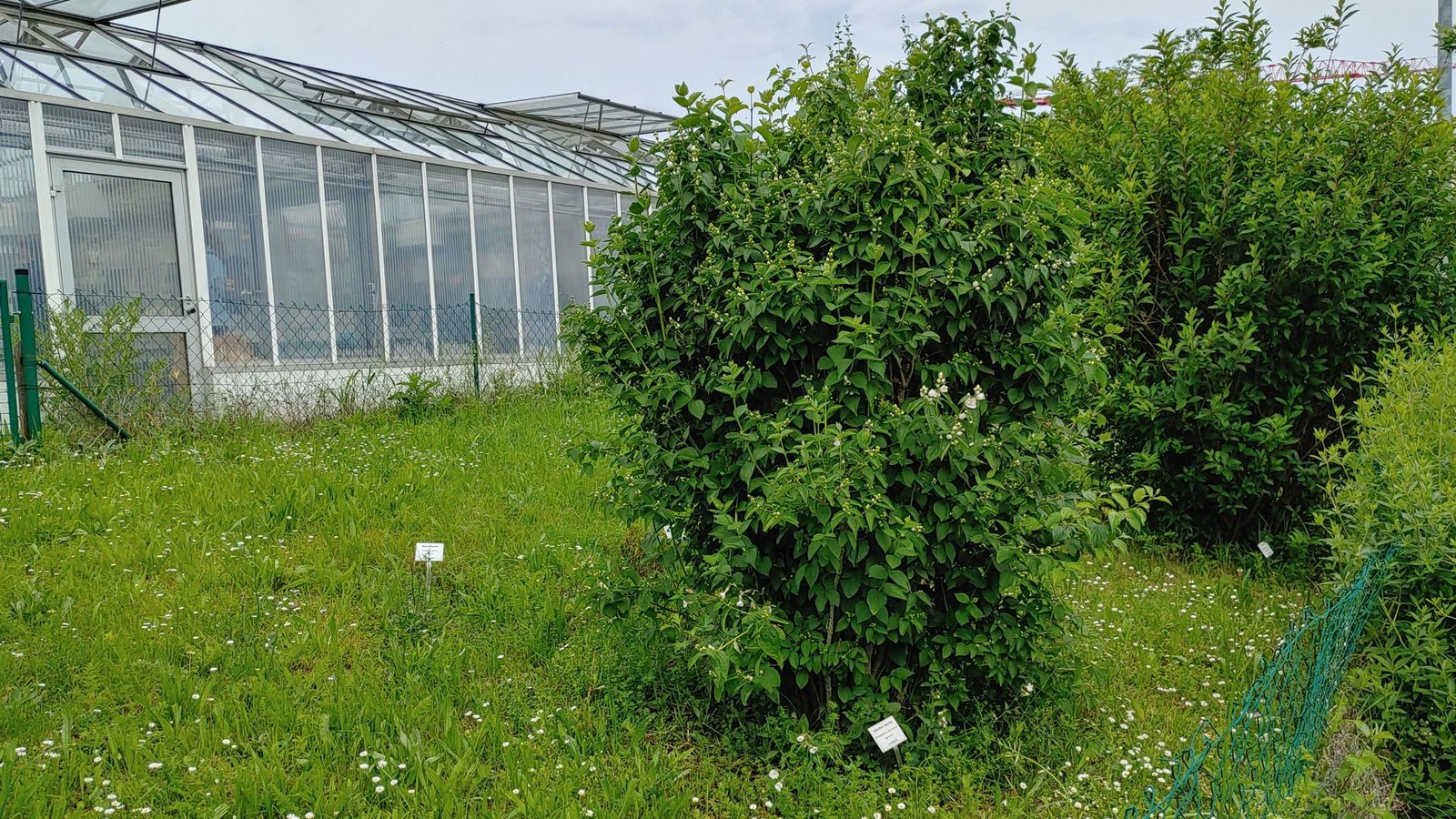 Der Falsche Jasmin im Klimagarten der TH Bingen steht kurz vor der Blüte.Foto: TH Bingen Der Falsche Jasmin im Klimagarten der TH Bingen steht kurz vor der Blüte.Foto: TH Bingen