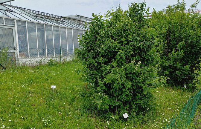 Der Falsche Jasmin im Klimagarten der TH Bingen steht kurz vor der Blüte.<span class='image-autor'>Foto: TH Bingen</span>
