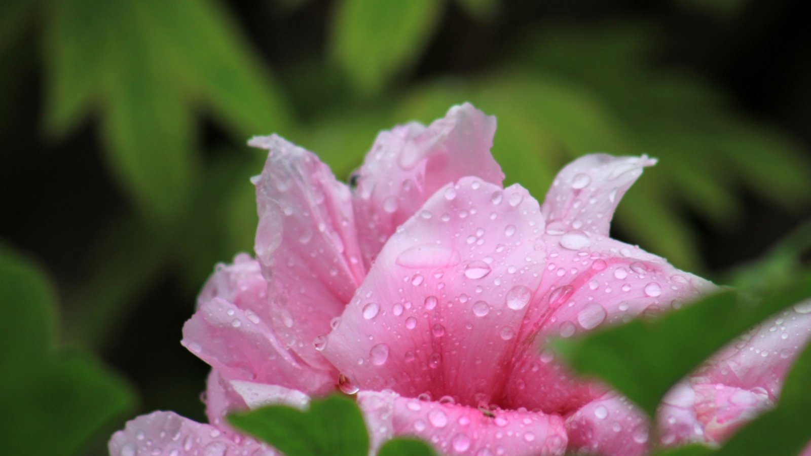Erfahren Sie, wann in Deutschland wieder mit Regen, Schauern und Gewittern zu rechnen ist und wie sich das Wetter in den kommenden Tagen regional entwickelt. Aktuelle Prognosen.Foto: tkxs2025 / Shutterstock.com