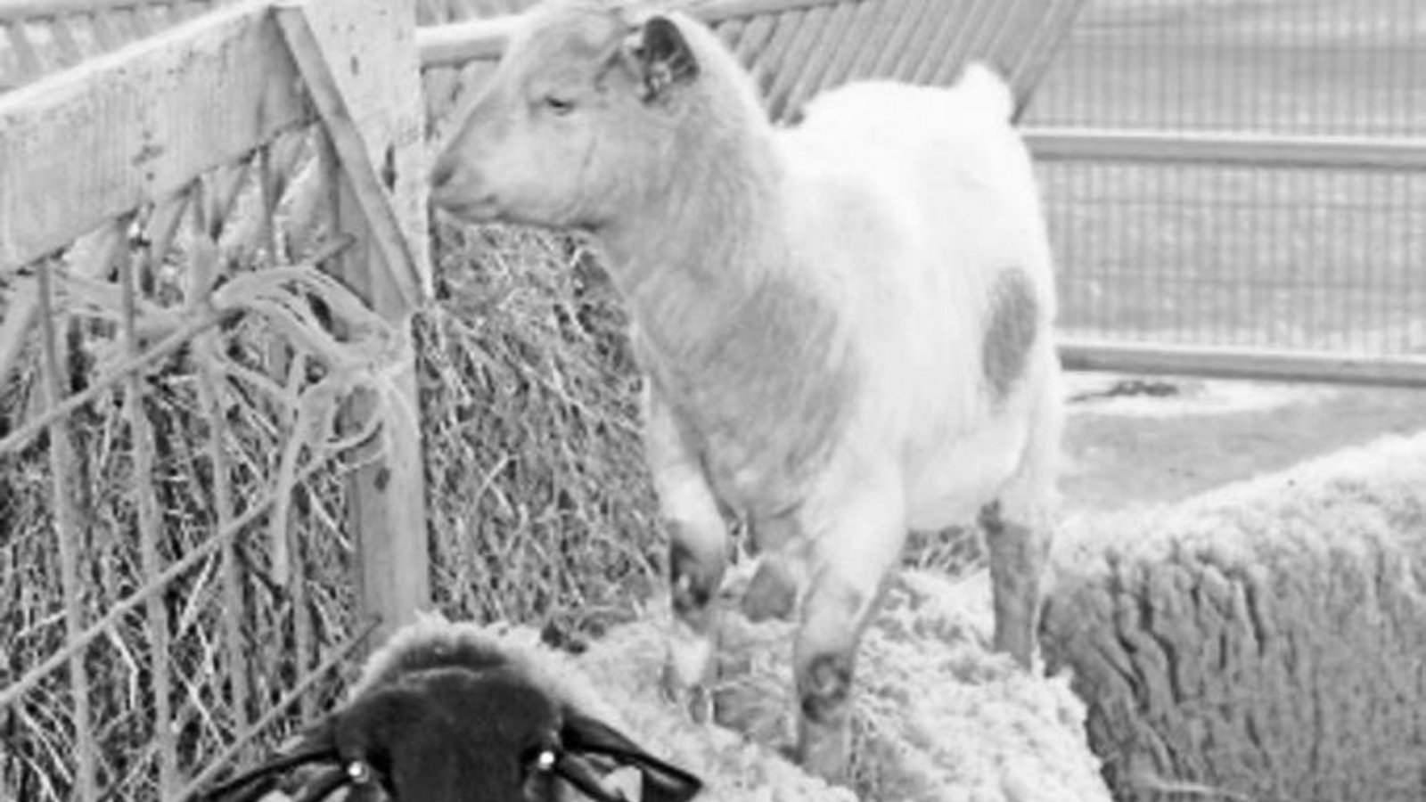 Ob es am Sonntag auf dem Bauernhof in Ochsenbach auch so tierisch zugeht? Foto: p Ob es am Sonntag auf dem Bauernhof in Ochsenbach auch so tierisch zugeht? Foto: p