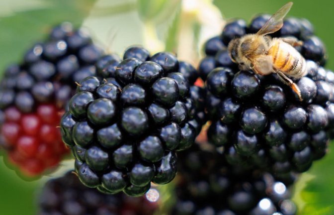 Brombeeren sind reif, wenn sie fast schwarz sind.<span class='image-autor'>Friso Gentsch/dpa</span>