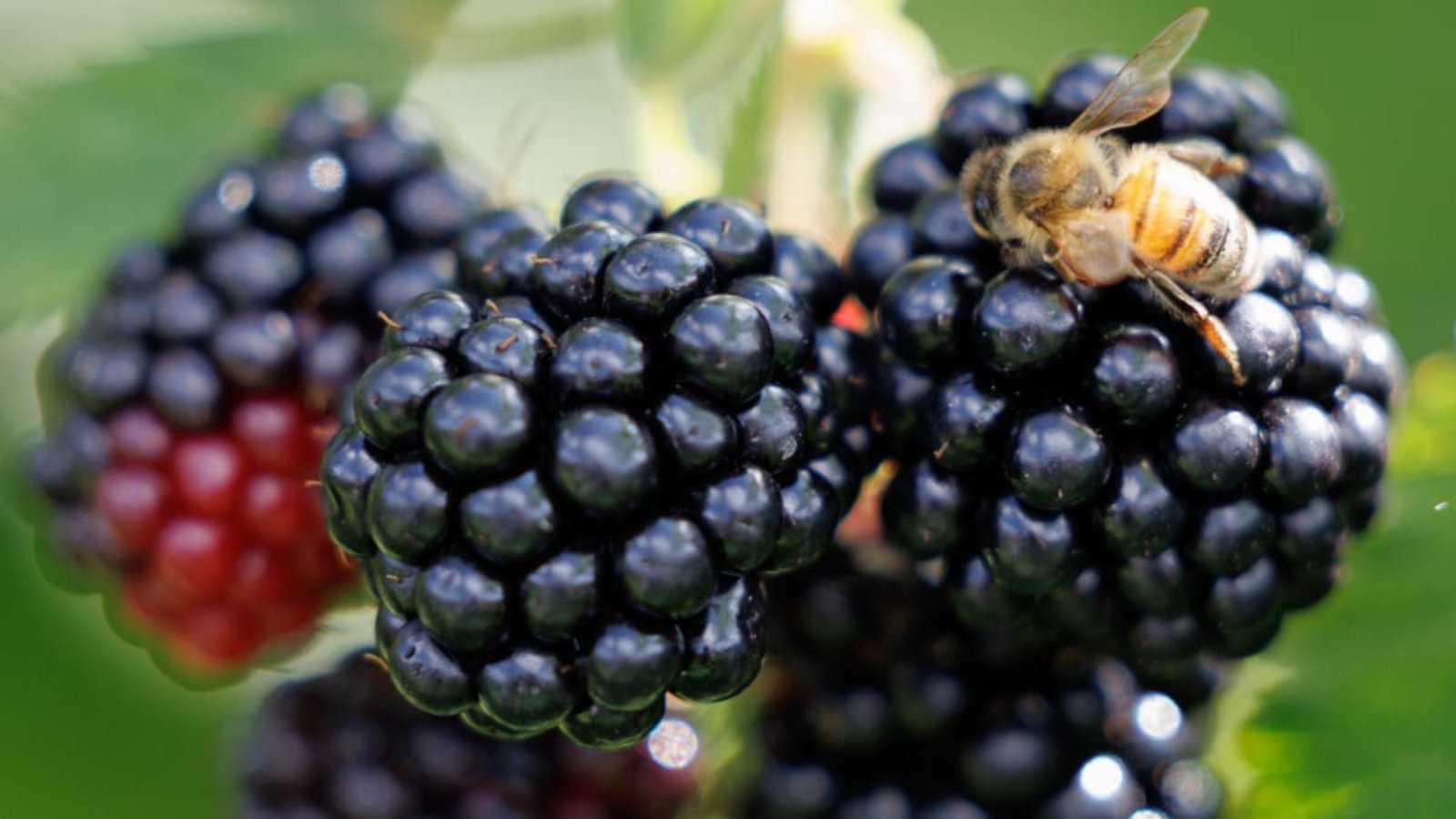 Brombeeren sind reif, wenn sie fast schwarz sind.Friso Gentsch/dpa Brombeeren sind reif, wenn sie fast schwarz sind.Friso Gentsch/dpa