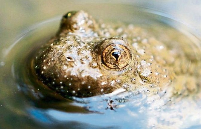 Die Gelbbauchunke guckt mit hübschen Augen in die Welt und fühlt sich in feuchten Fahrrinnen im Gündelbacher Wald wohl.  Foto: Thalhäuser.