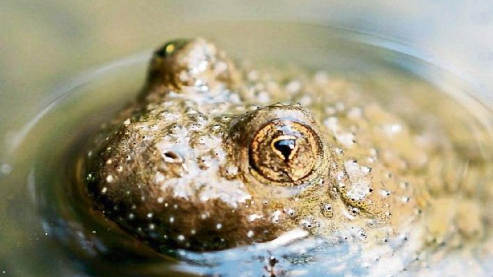 Die Gelbbauchunke guckt mit hübschen Augen in die Welt und fühlt sich in feuchten Fahrrinnen im Gündelbacher Wald wohl. Foto: Thalhäuser. Die Gelbbauchunke guckt mit hübschen Augen in die Welt und fühlt sich in feuchten Fahrrinnen im Gündelbacher Wald wohl. Foto: Thalhäuser.