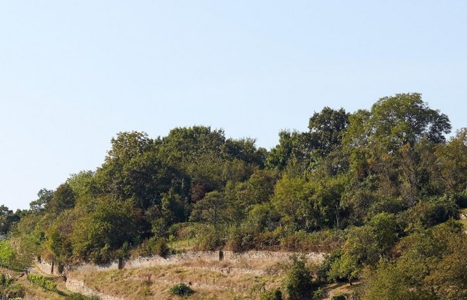 Der „Closterweinberg“ in Maulbronn.  SSG