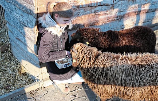 Saphira mit einer extra Futterration für die beiden Schafe, die jetzt beim Haus Johanni leben. Foto: Bögel/Mayer