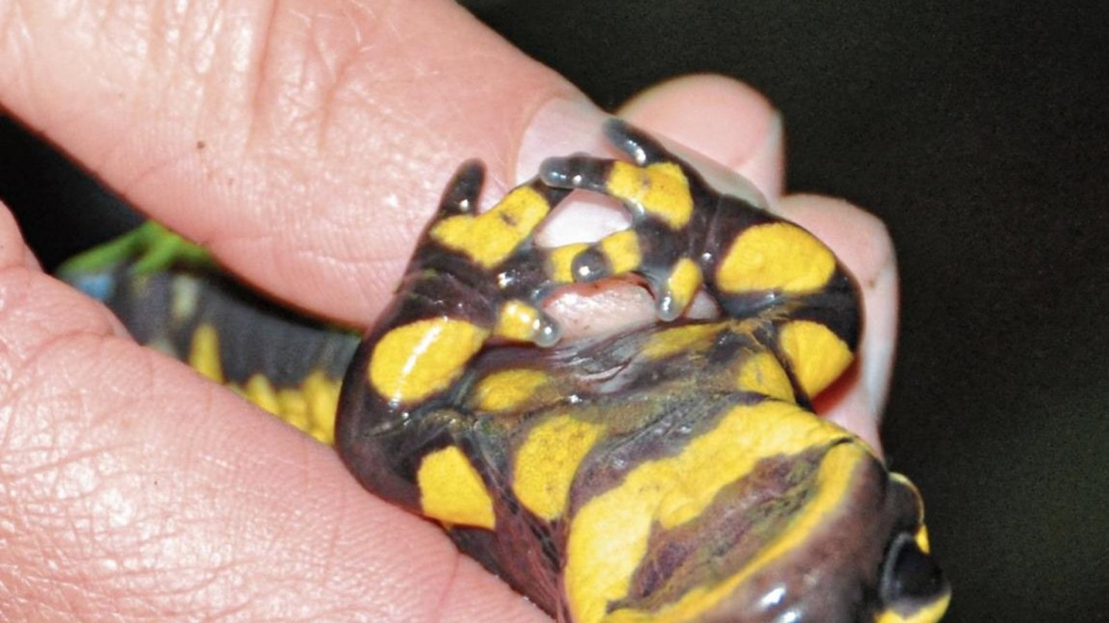 Die Feuersalamander mögen es gar nicht, auf den Rücken gedreht zu werden. Foto: Milerski