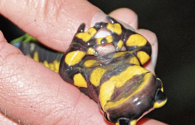 Die Feuersalamander mögen es gar nicht, auf den Rücken gedreht zu werden. Foto: Milerski