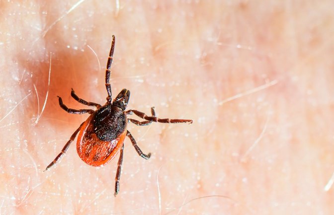 Der Gemeine Holzbock ist die häufigste Zeckenart in Deutschland und auch die, die hauptsächlich FSME und Borreliose auf den Menschen übertragt. (Archivbild)<span class='image-autor'>Foto: Patrick Pleul/dpa</span>
