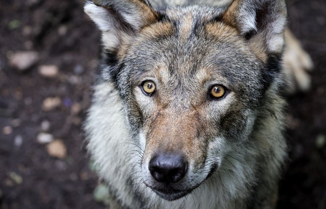 In Deutschland gibt es aktuell schätzungsweise rund 1630 Wölfe.<span class='image-autor'>Foto: Christian Charisius/dpa</span>