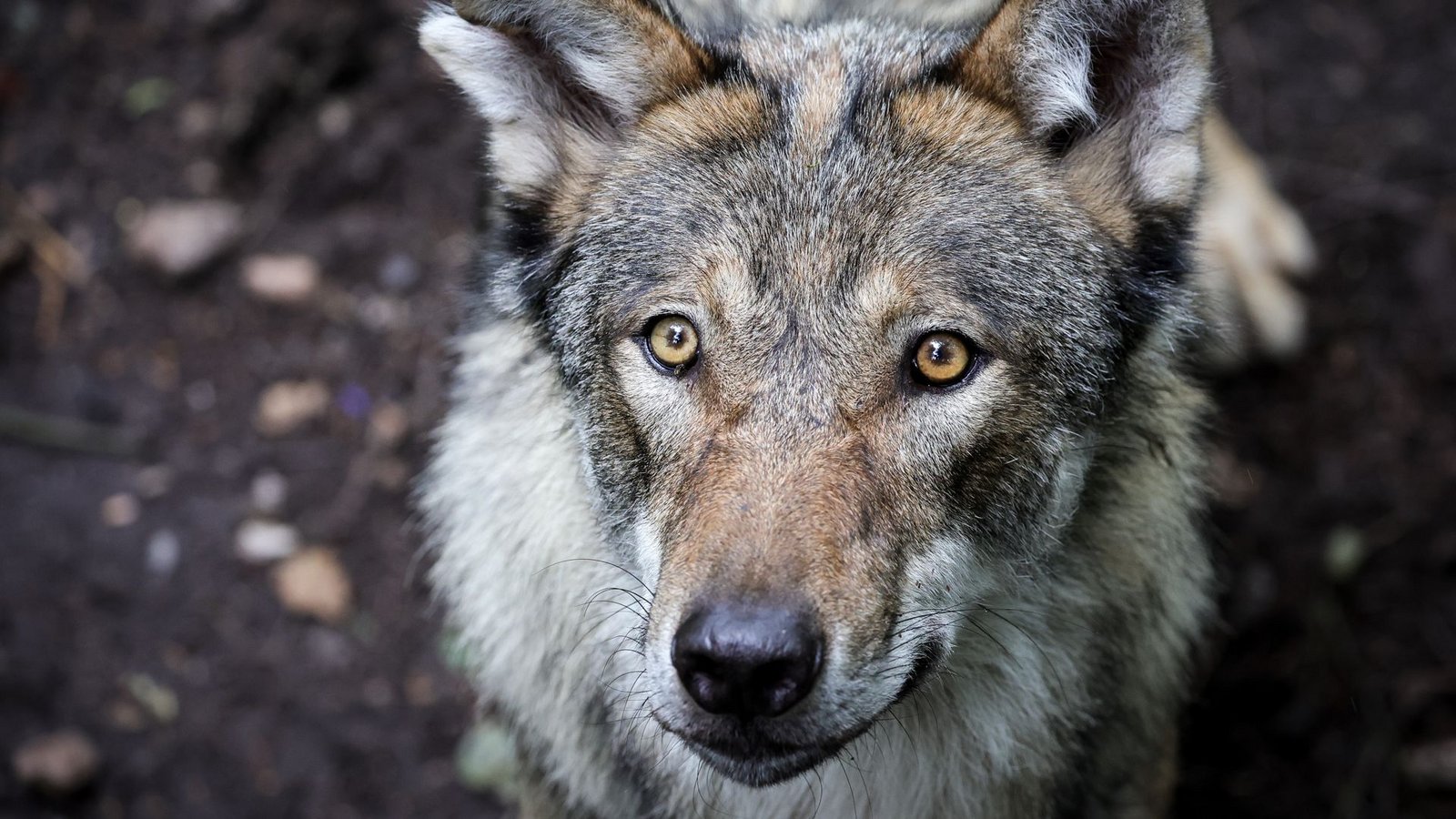In Deutschland gibt es aktuell schätzungsweise rund 1630 Wölfe.Foto: Christian Charisius/dpa In Deutschland gibt es aktuell schätzungsweise rund 1630 Wölfe.Foto: Christian Charisius/dpa