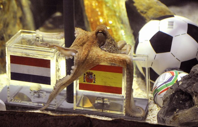 Niederlande oder Spanien? Krake Paul wusste sofort Bescheid.<span class='image-autor'>Foto: dpa/Henning Kaiser</span>