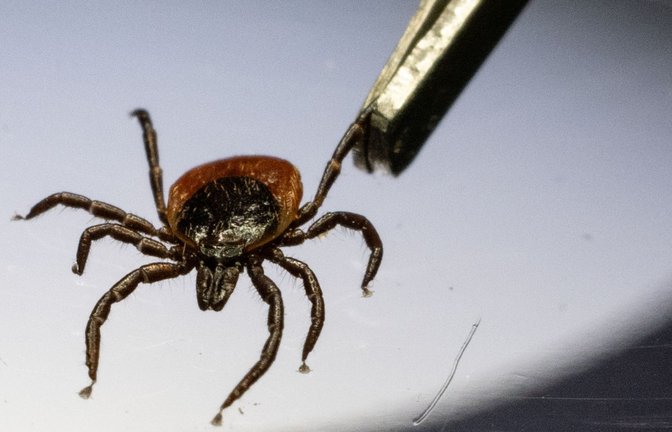 Der  gemeiner Holzbock ernährt sich von Blut.<span class='image-autor'>Foto: dpa/Marijan Murat</span>