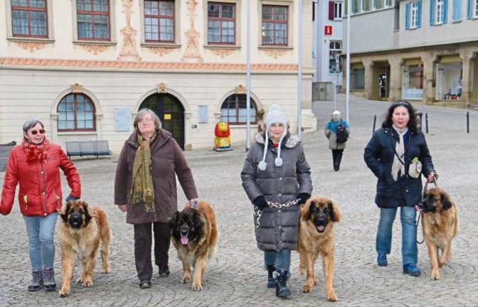 Zwei- und Vierbeiner des Deutschen Clubs für Leonberger Hunde, Landesgruppe Baden-Württemberg, tummelten sich zu Übungszwecken in Vaihingen. Von Passanten habe es „nur positive Resonanz“ gegeben, freuten sich die Frauchen. Foto: Rücker