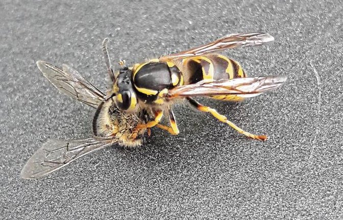Kampf der Giganten auf dem Gartentisch. Die Wespe ging als Sieger hervor und zerlegte die Biene fachmännisch.  Foto: Rücker