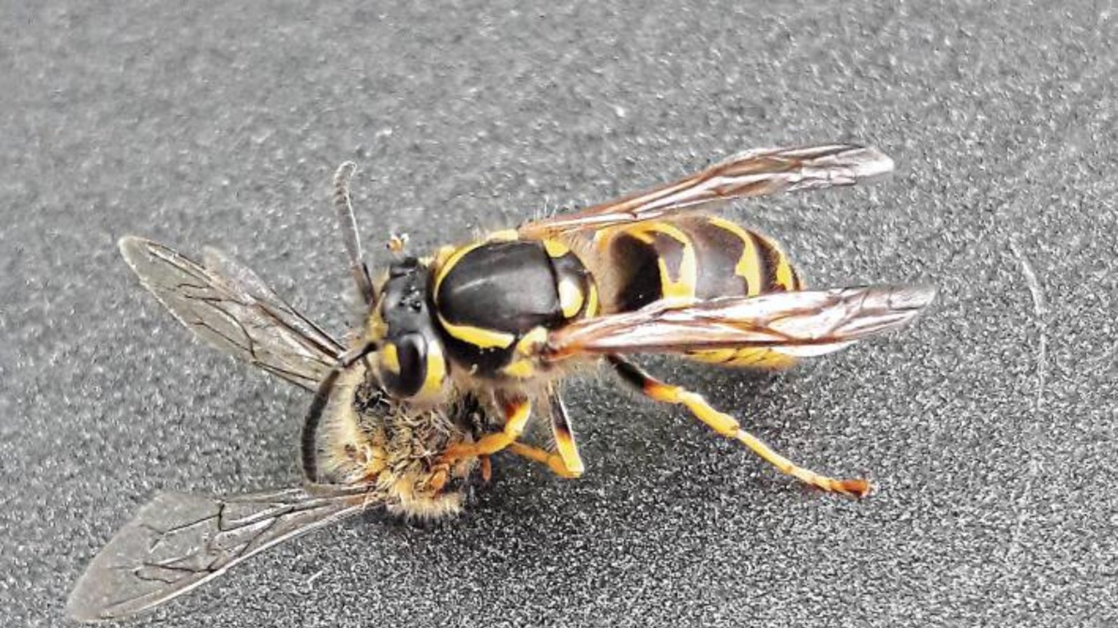 Kampf der Giganten auf dem Gartentisch. Die Wespe ging als Sieger hervor und zerlegte die Biene fachmännisch.  Foto: Rücker