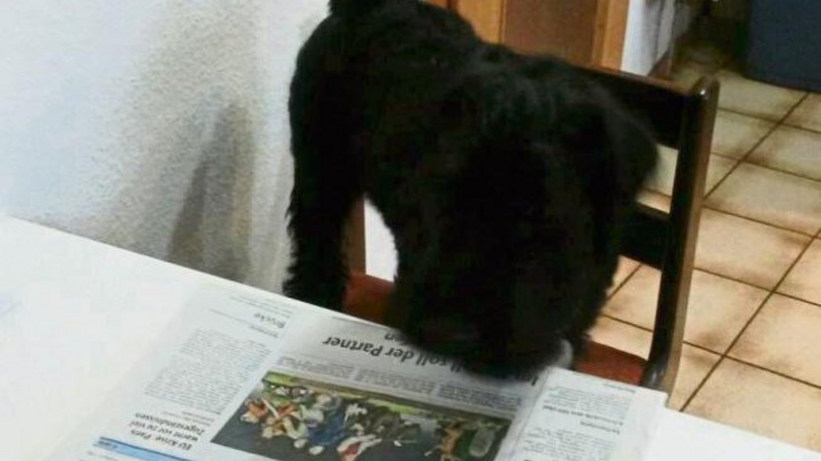 Der fünfmonatige Vaihinger Mischlingsschnauzer Hexe muss erstmal Zeitung lesen. Vorbildlich. Foto: p Der fünfmonatige Vaihinger Mischlingsschnauzer Hexe muss erstmal Zeitung lesen. Vorbildlich. Foto: p
