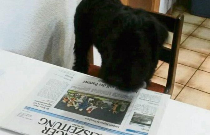 Der fünfmonatige Vaihinger Mischlingsschnauzer Hexe muss erstmal Zeitung lesen. Vorbildlich.  Foto: p