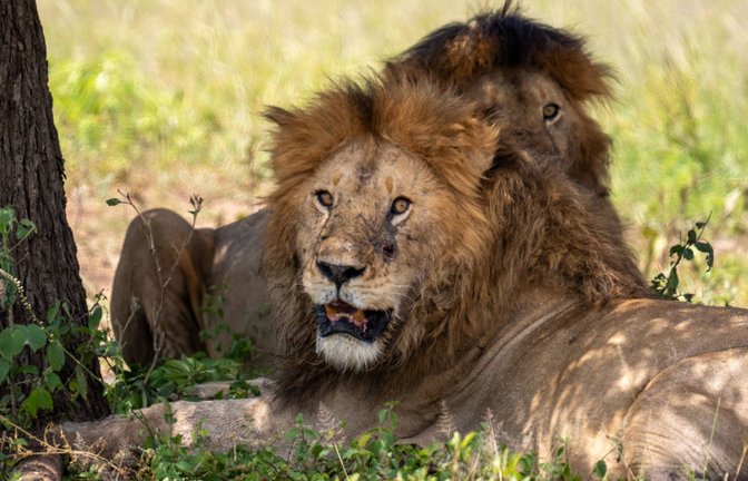 Der Kamo Wildlife Sanctuary in Whangarei steht vor dem Aus. Weil kein anderer Zoo die Tiere aufnehmen kann, sollen sieben betagte Löwen getötet werden.<span class='image-autor'>Foto: /IMAGO/Edwin Remsberg</span>