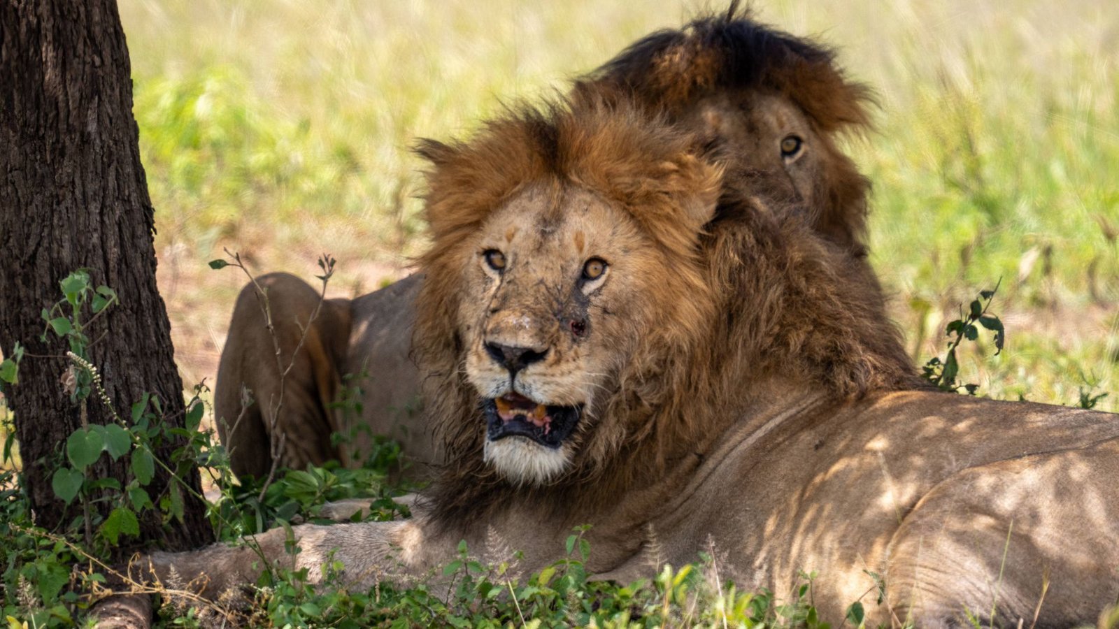Der Kamo Wildlife Sanctuary in Whangarei steht vor dem Aus. Weil kein anderer Zoo die Tiere aufnehmen kann, sollen sieben betagte Löwen getötet werden.Foto: /IMAGO/Edwin Remsberg