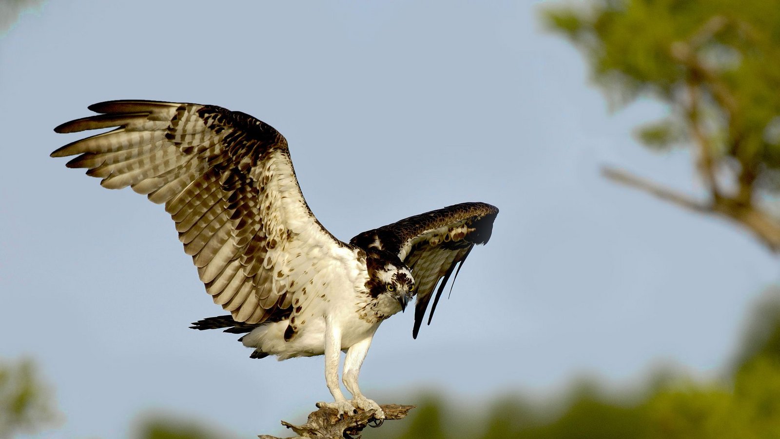 Der Fischadler ist ein reiner Fischfresser, weshalb er am Wasser lebt.Foto: Tom Dove/Tom Dove Der Fischadler ist ein reiner Fischfresser, weshalb er am Wasser lebt.Foto: Tom Dove/Tom Dove