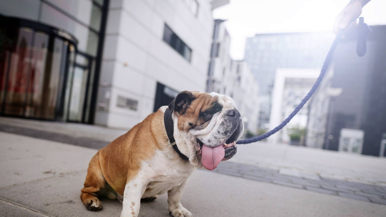Eine Englische Bulldogge hechelt bei sommerlichen Temperaturen im Rheinauhafen in Köln (Archivbild).Foto: Imago/Future Image/Christoph Hardt Eine Englische Bulldogge hechelt bei sommerlichen Temperaturen im Rheinauhafen in Köln (Archivbild).Foto: Imago/Future Image/Christoph Hardt
