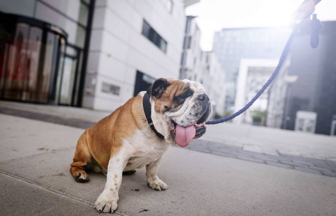 Eine Englische Bulldogge hechelt bei sommerlichen Temperaturen im Rheinauhafen in Köln (Archivbild).<span class='image-autor'>Foto: Imago/Future Image/Christoph Hardt</span>