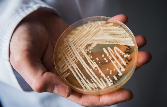 Eine Petrischale mit dem Hefepilz Candida auris. In Deutschland werden immer mehr Fälle des krankmachenden Pilzes bekannt.<span class='image-autor'>Foto: Nicolas Armer/dpa</span>