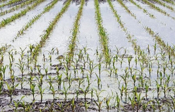„Jetzt reicht es dann mit dem Wasser!“, schreibt Albert Arning zu seinem Foto von einem Maisfeld zwischen Horrheim und Sersheim