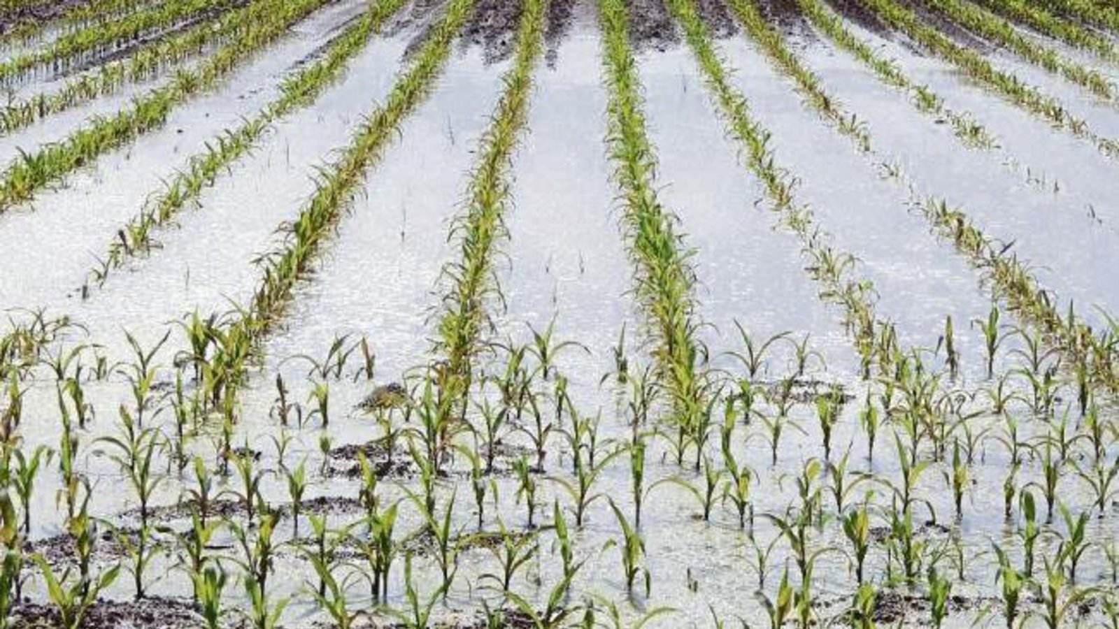 „Jetzt reicht es dann mit dem Wasser!“, schreibt Albert Arning zu seinem Foto von einem Maisfeld zwischen Horrheim und Sersheim „Jetzt reicht es dann mit dem Wasser!“, schreibt Albert Arning zu seinem Foto von einem Maisfeld zwischen Horrheim und Sersheim