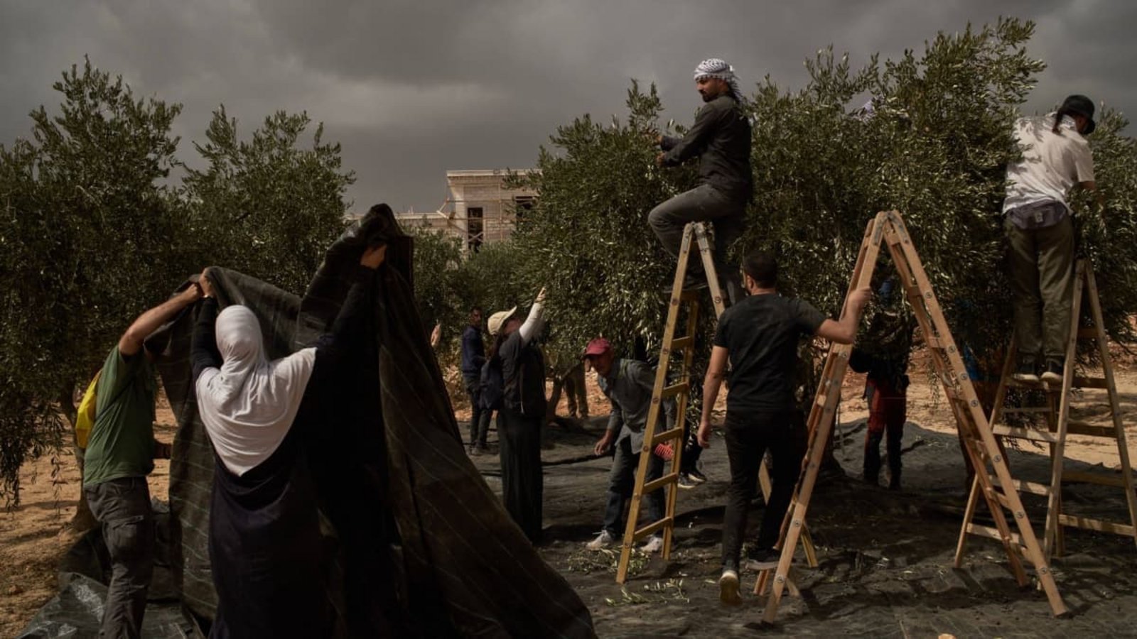 Palästinenser und Aktivisten sammeln Oliven nach einem Angriff israelischer Siedler im Dorf Abu Falah im Westjordanland. (Archivfoto)Leo Correa/AP/dpa Palästinenser und Aktivisten sammeln Oliven nach einem Angriff israelischer Siedler im Dorf Abu Falah im Westjordanland. (Archivfoto)Leo Correa/AP/dpa