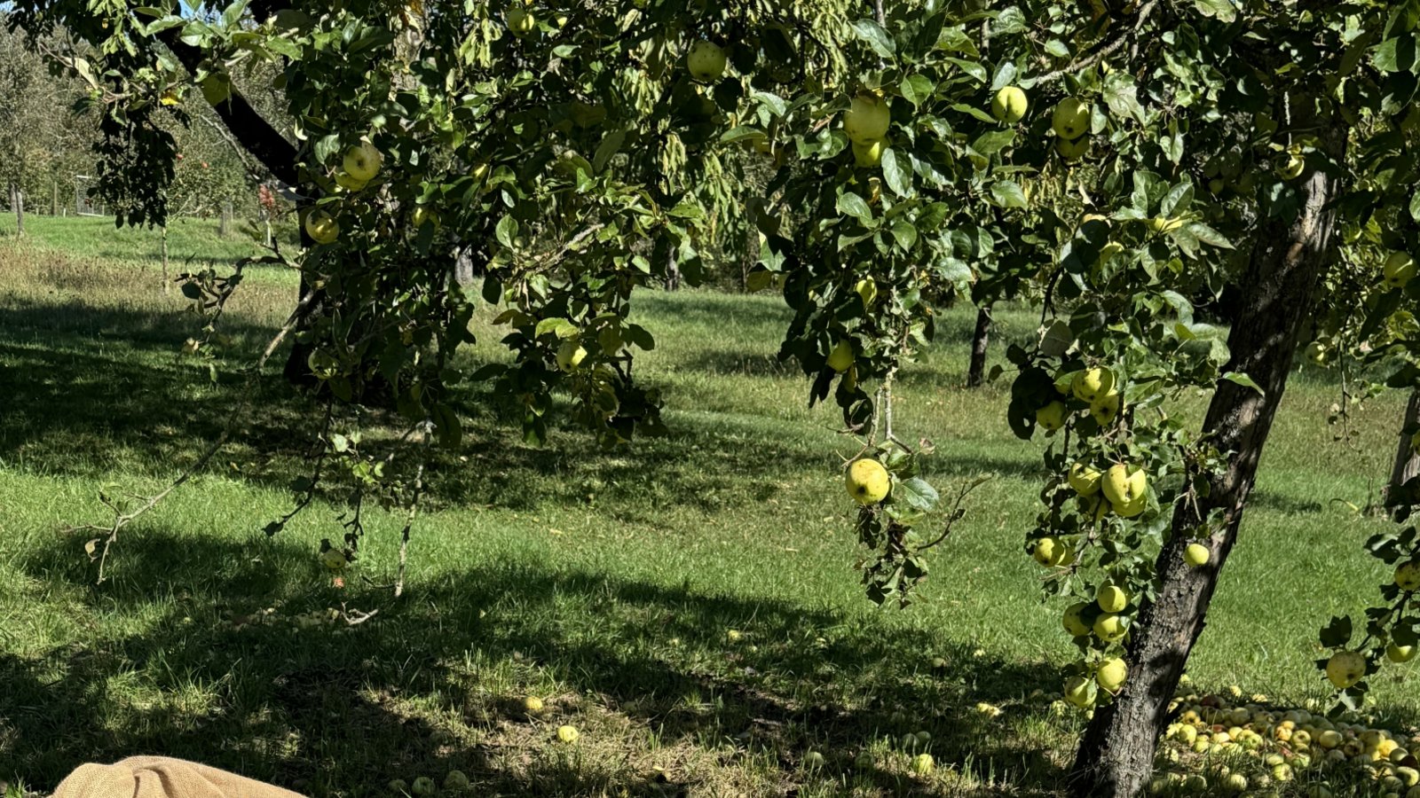 Auf ihrem Stückle in Sersheim hat Ellen Brstilo nochmal mit Äpfeln im Gras verdeutlicht, was dort gerade geschieht. Denn der selbst gemachte Apfelsaft nach der besagten Apfelernte sei „einfach lecker“.